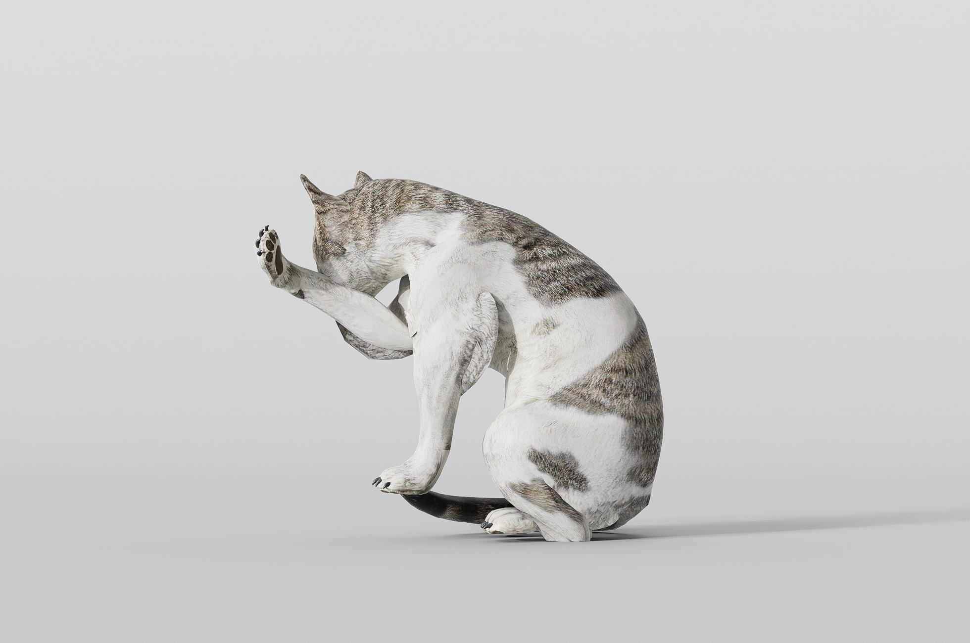 猫洗脸-1