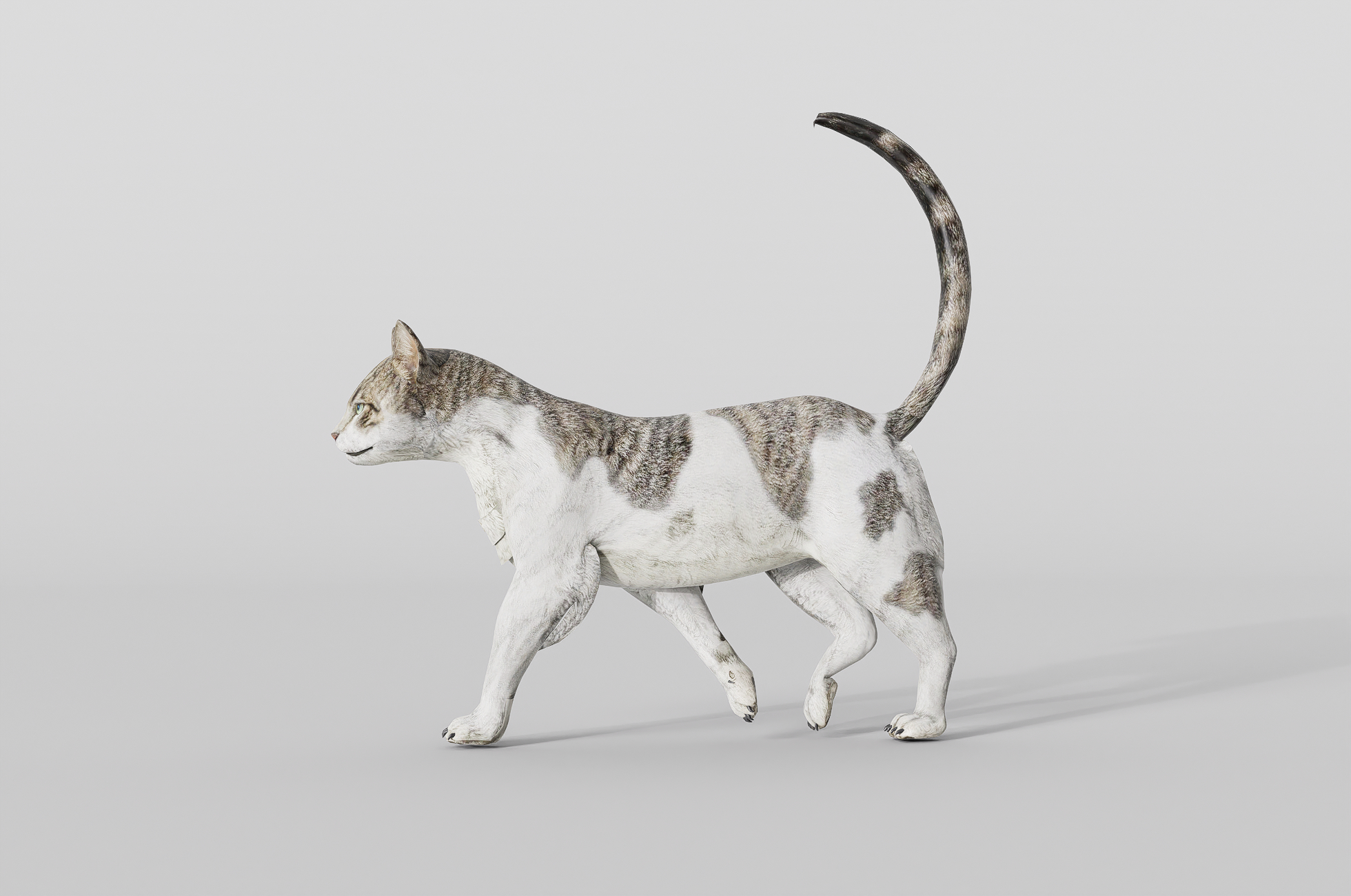 猫走-1