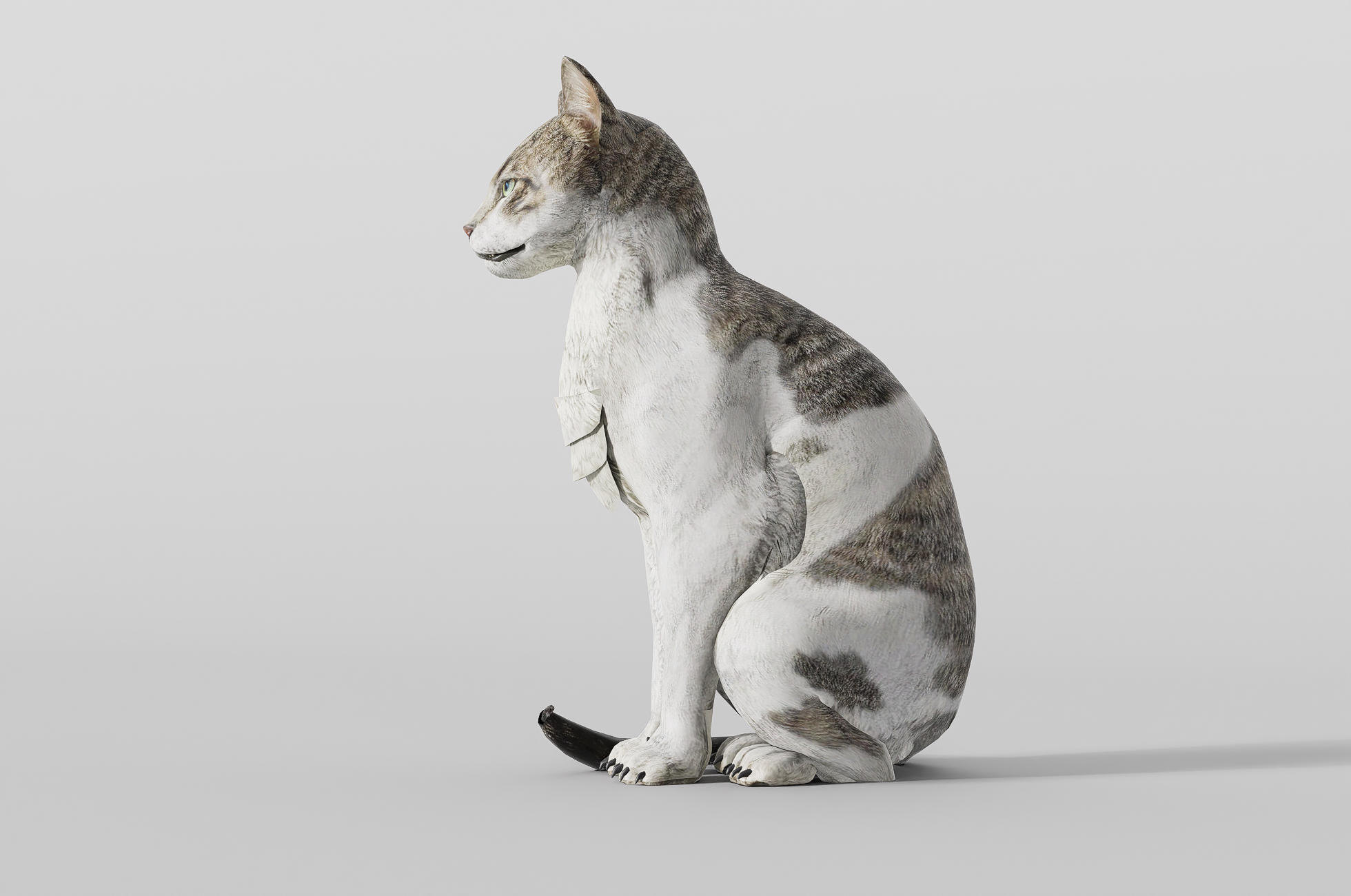 猫趴-1